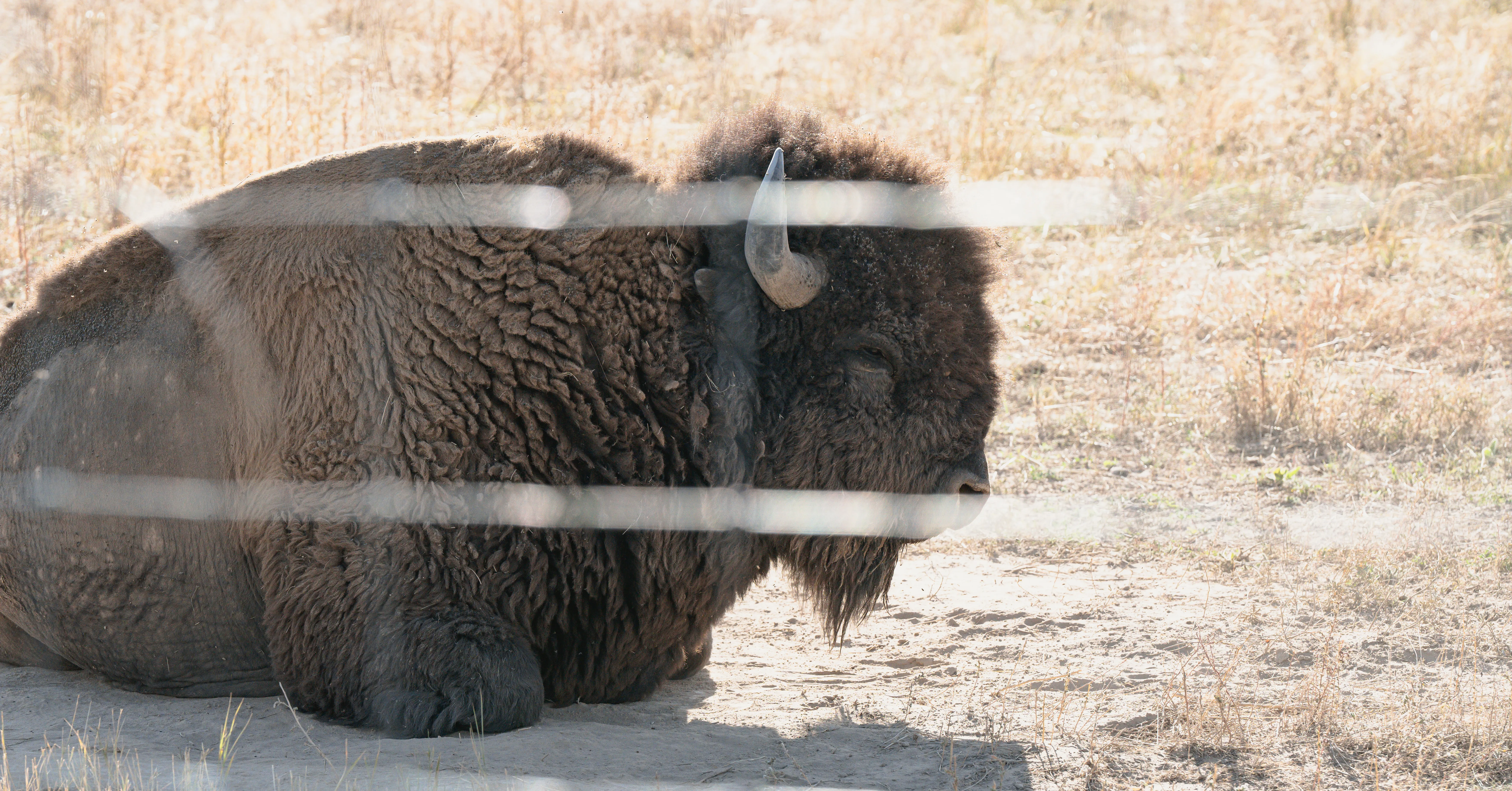A bison resting on the ground in dry prairie grass