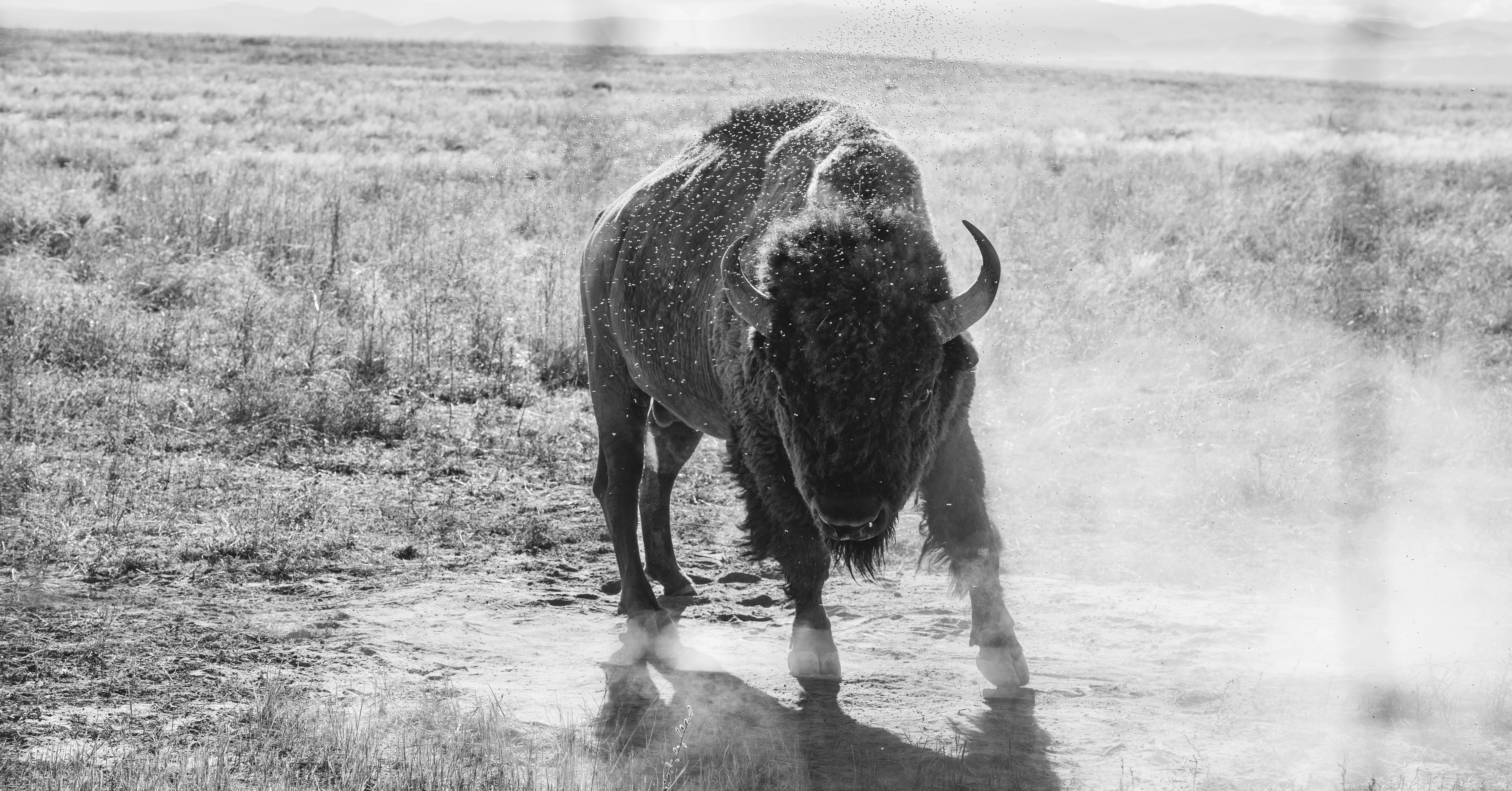 Black-and-white portrait of a bison standing head-on in an open prairie with dust at its feet