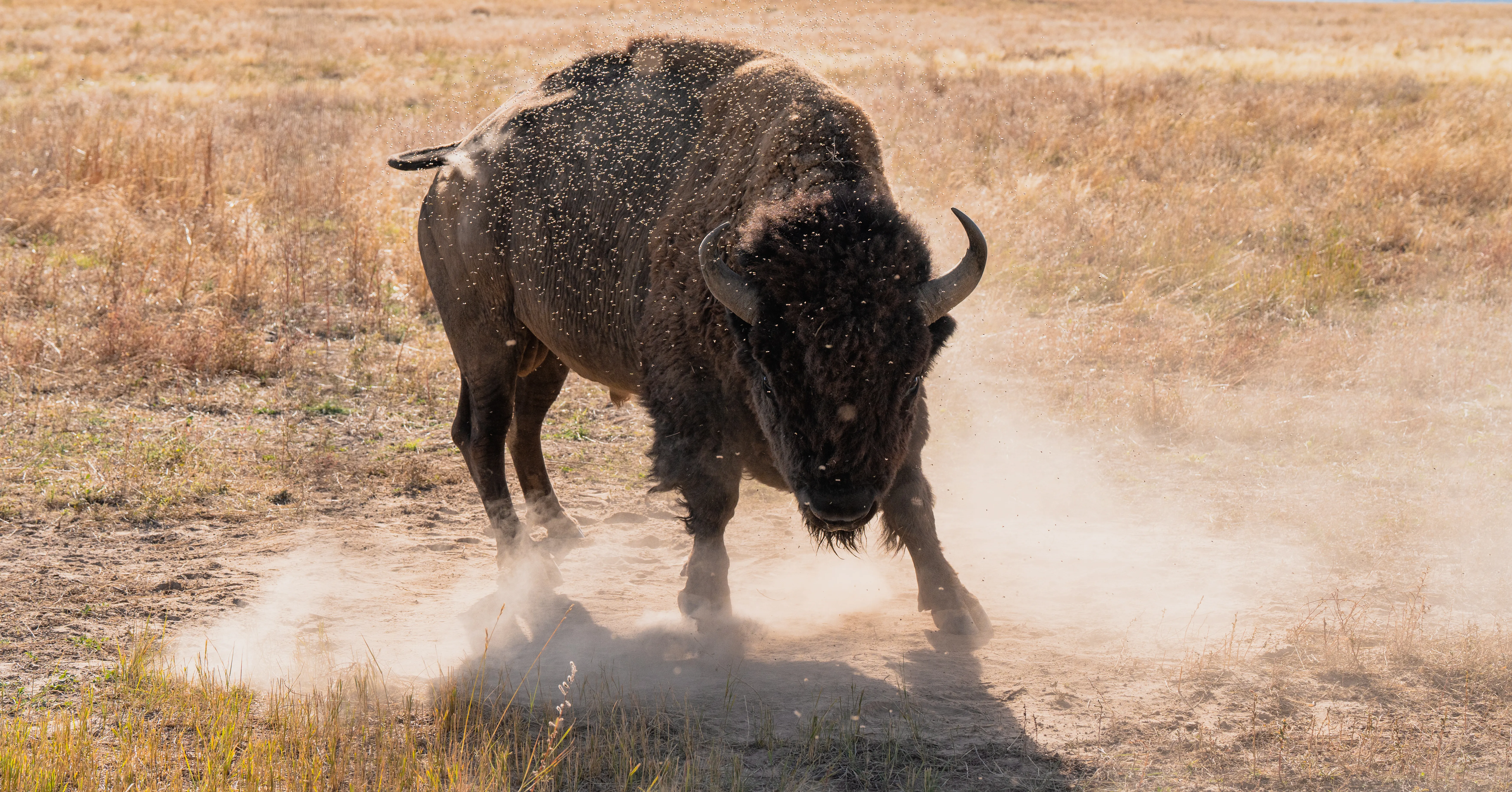 A bison moving head-on down a dusty prairie trail, kicking up dust