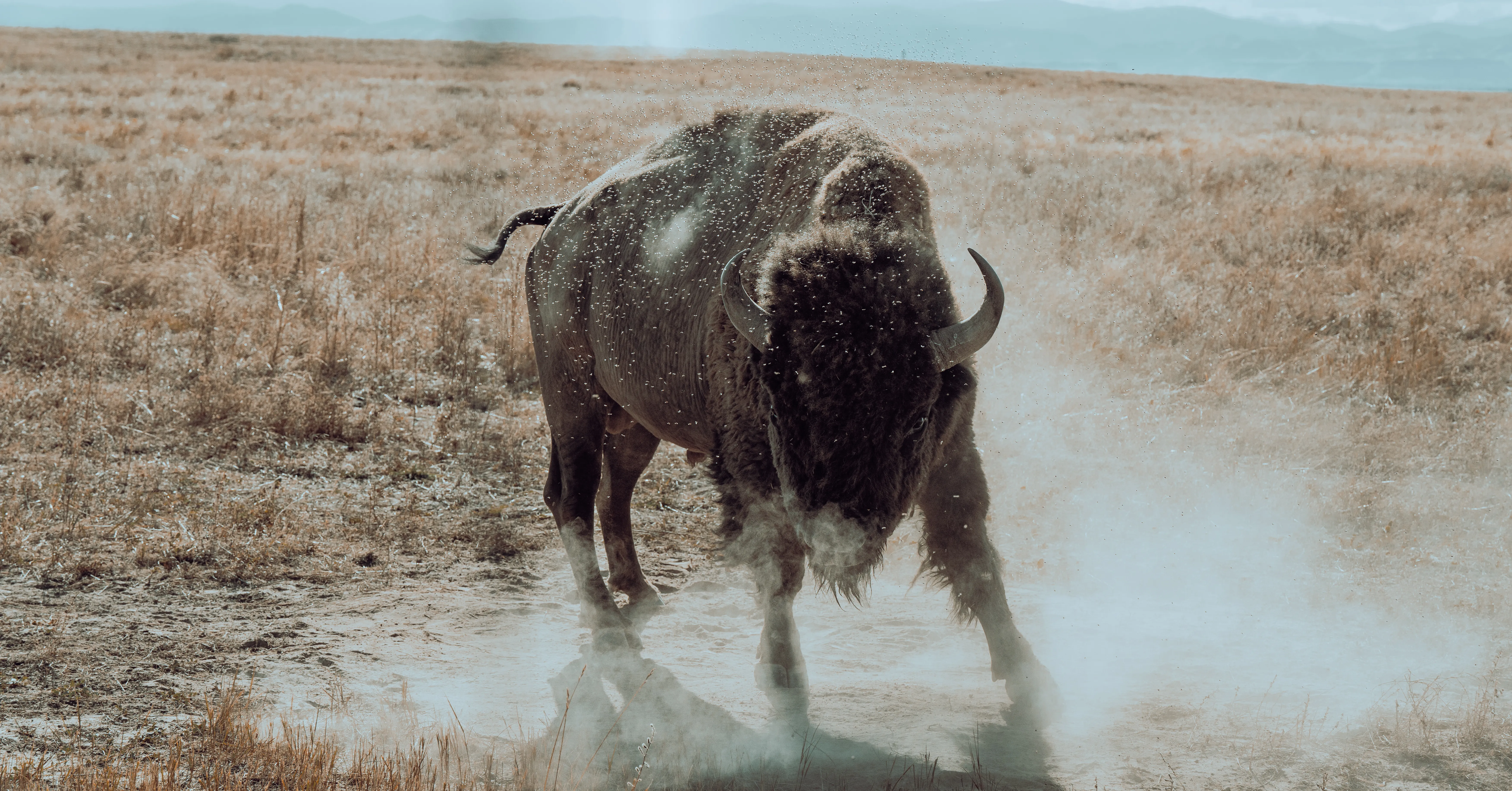 A bison advancing through dust and a swarm of backlit flies on the open prairie