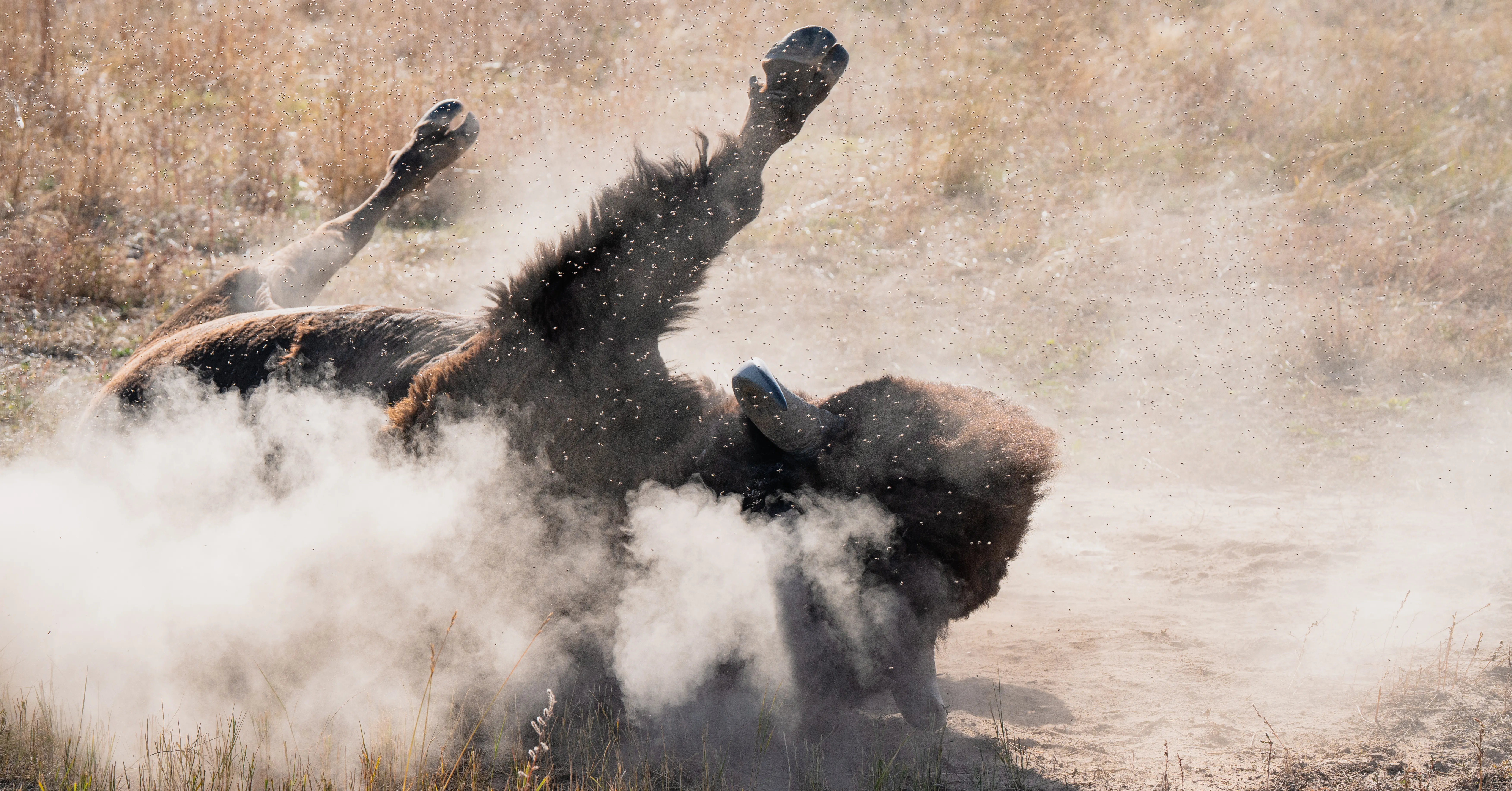 A bison rolling on its back in a dust bath, legs kicking up a cloud of dust