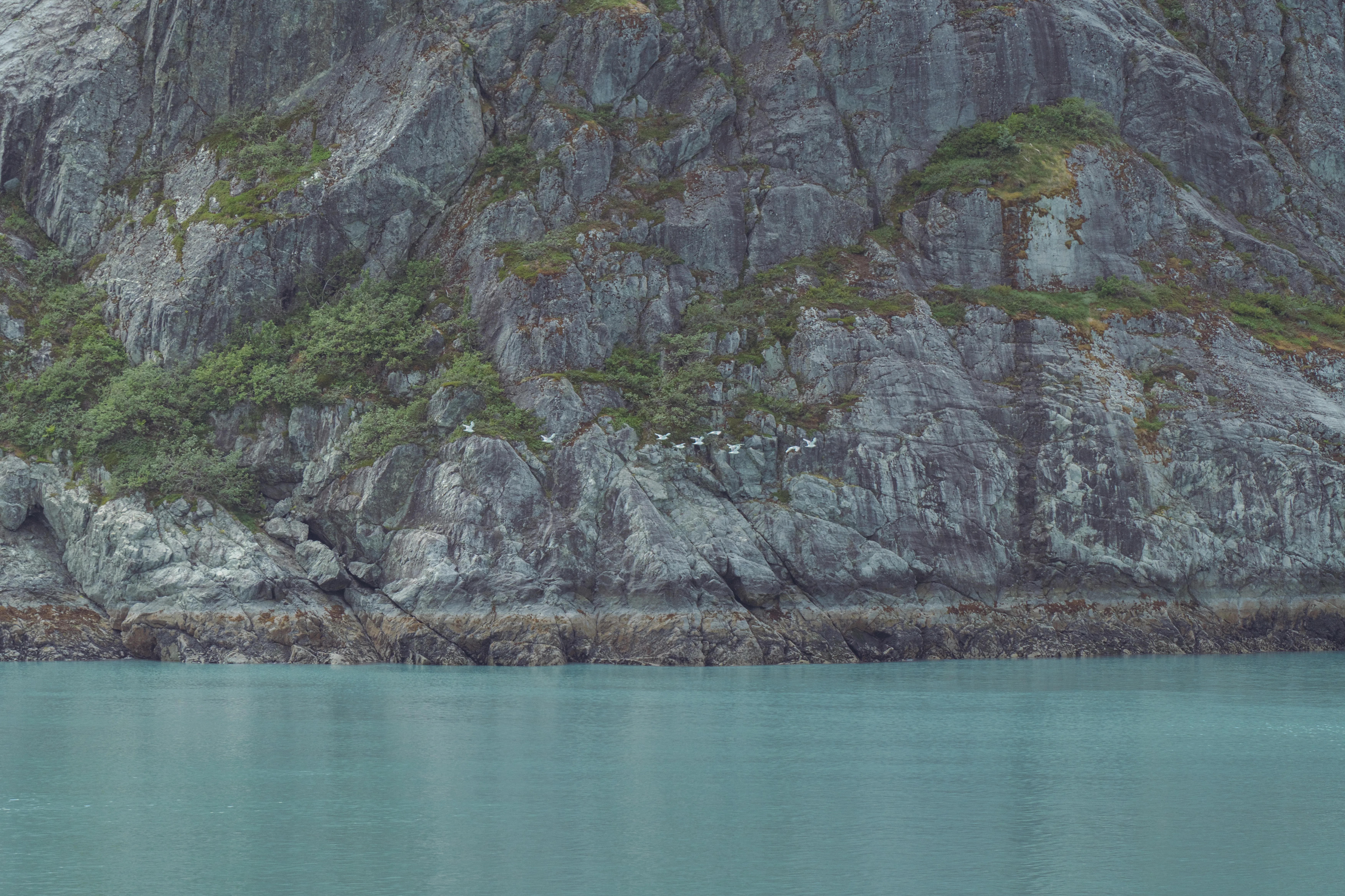 A rugged cliff dotted with greenery and seabirds rising from turquoise glacial water